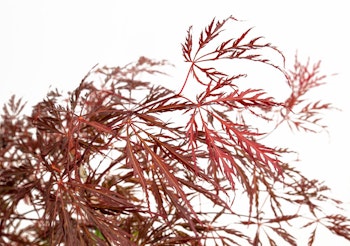 Acer/Japansk Lönn - Crimson Quenn