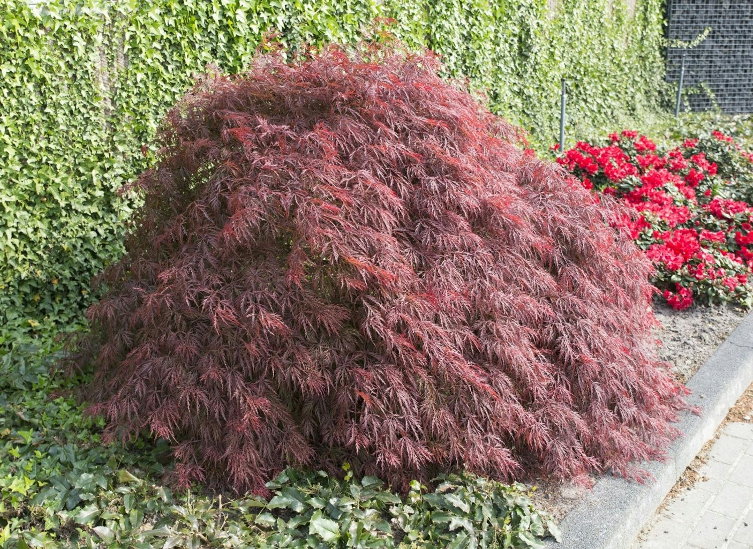 Acer/Japansk Lönn - Crimson Quenn