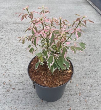 Acer/Japansk Lönn - Flamingo