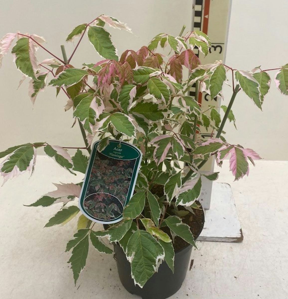 Acer/Japansk Lönn - Flamingo