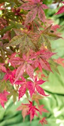 Acer/Japansk Lönn - Beni-Maiko