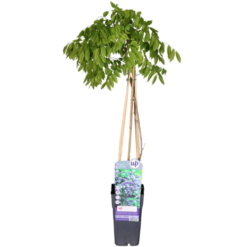 Blåregn/Wisteria Floribunda - Black Dragon