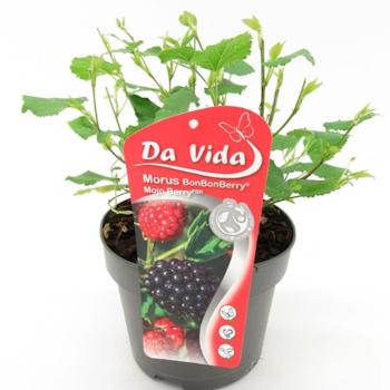 Dvärjmullbär/Morus Rotundiloba - Mojo Berry