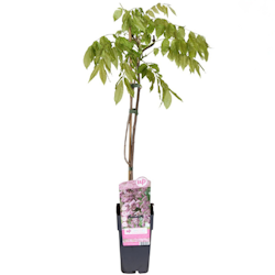 Blåregn/Wisteria Floribunda - Rosea