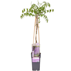 Blåregn/Wisteria Floribunda - Naga Noda