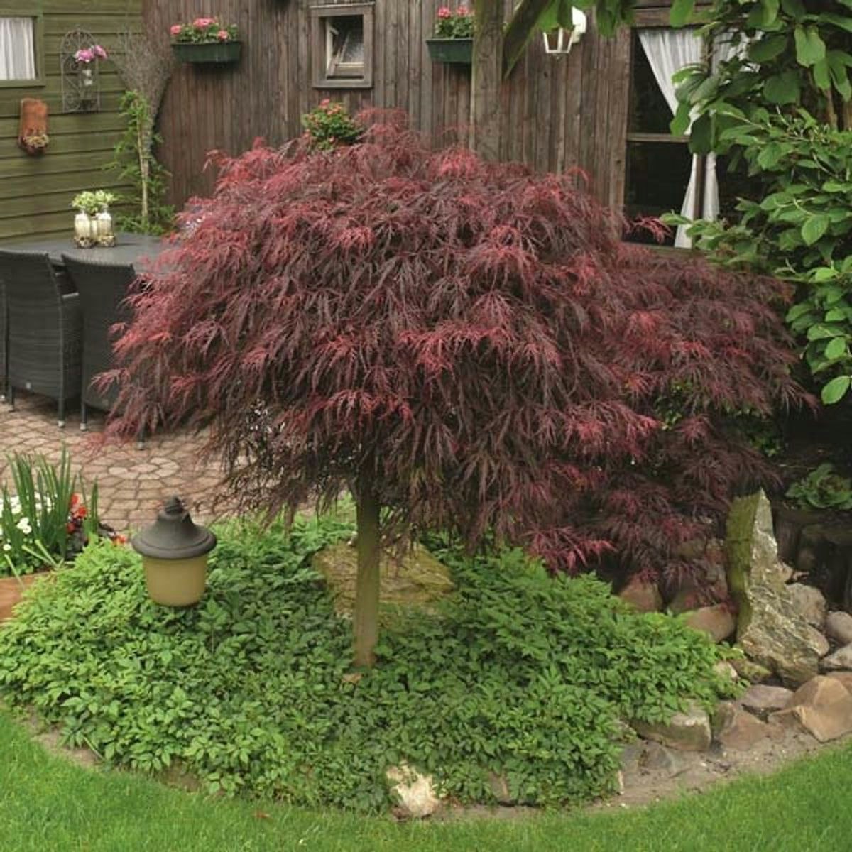 Acer/Japansk Lönn - Inaba-Shidare