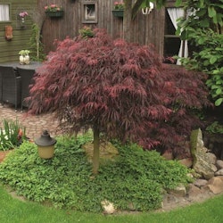Acer/Japansk Lönn - Inaba-Shidare