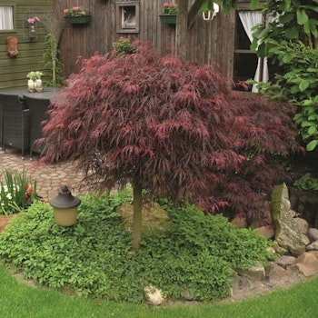 Acer/Japansk Lönn - Inaba-Shidare