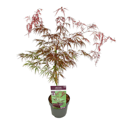 Acer/Japansk Lönn - Inaba-Shidare
