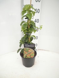 Hydrangea Anomala/Klätterhortensia - Crug Coral