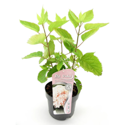 Hydrangea Arborescens/Vidjehortensia - Candybelle Marshmallow