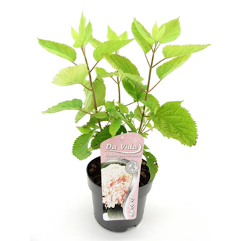 Hydrangea Arborescens/Vidjehortensia - Candybelle Marshmallow