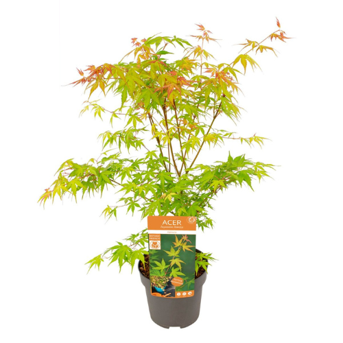 Acer/Japansk Lönn - Katsura