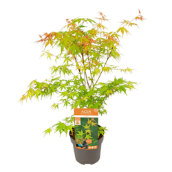 Acer/Japansk Lönn - Katsura