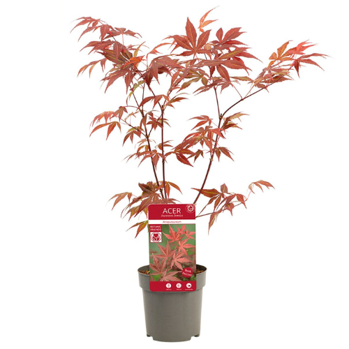 Acer/Japansk Lönn - Atropurpureum
