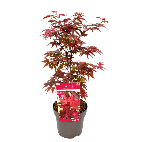 Acer/Japansk Lönn - Little Red