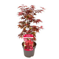 Acer/Japansk Lönn - Little Red