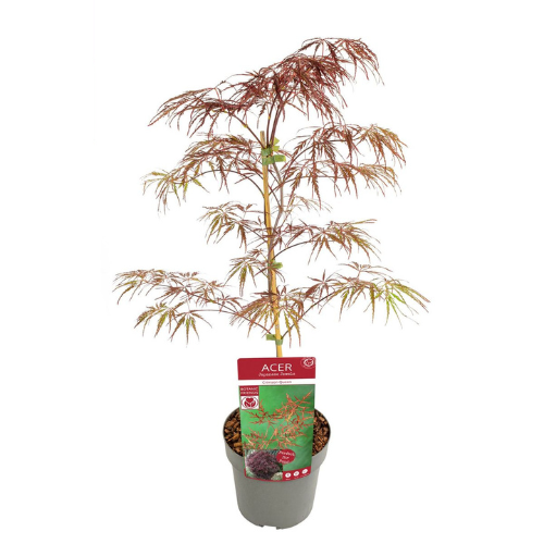 Acer/Japansk Lönn - Crimson Quenn