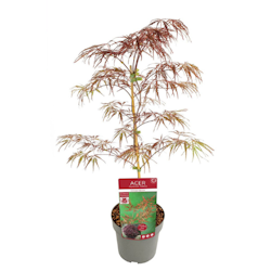 Acer/Japansk Lönn - Crimson Quenn