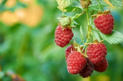 Hallon/Rubus Idaeus - Twotimer Suguna Red