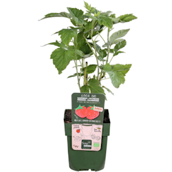 Hallon/Rubus Idaeus - Twotimer Suguna Red