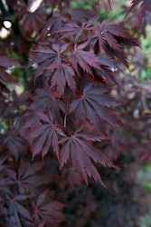 Acer/Japansk Lönn - Black Lace