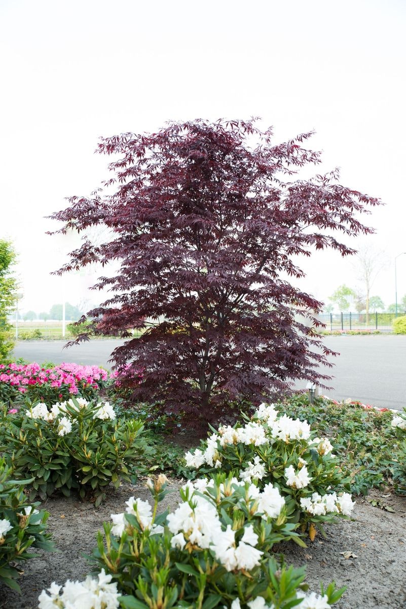 Acer/Japansk Lönn - Black Lace