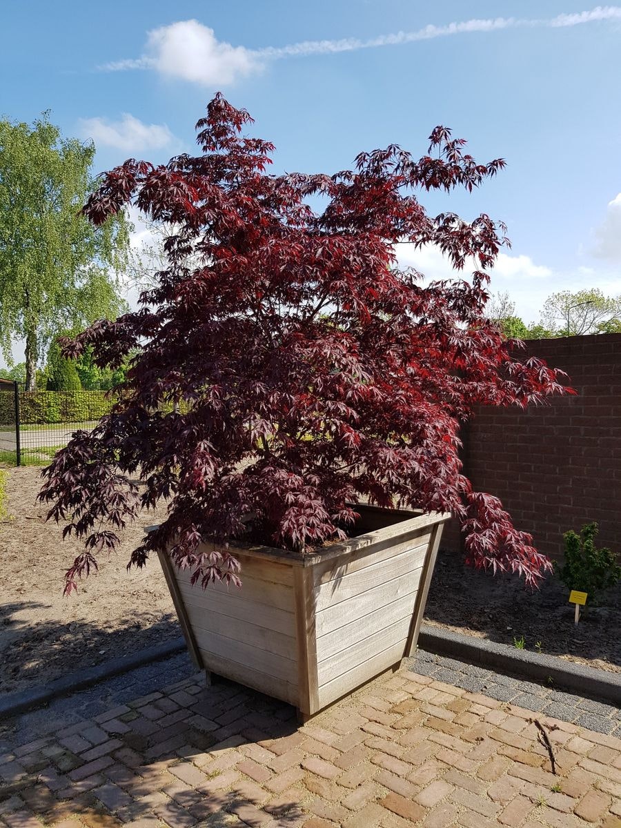 Acer/Japansk Lönn - Black Lace