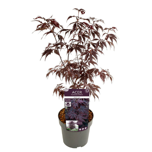 Acer/Japansk Lönn - Black Lace
