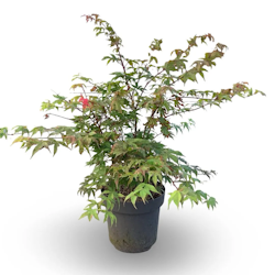 Acer/Japansk Lönn - Ôsakazuki