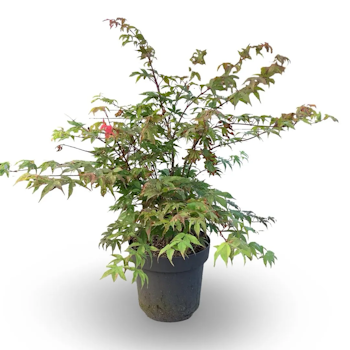Acer/Japansk Lönn - Ôsakazuki