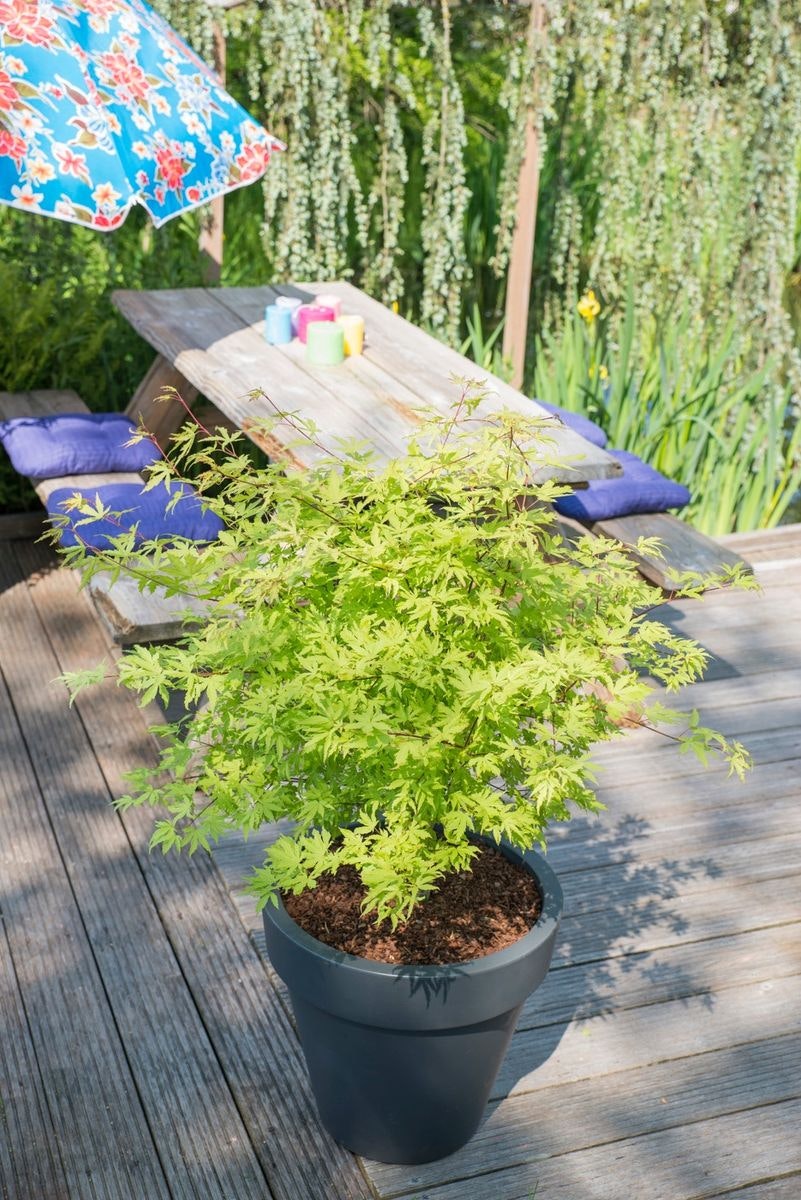 Acer/Japansk Lönn - Anne-Irene