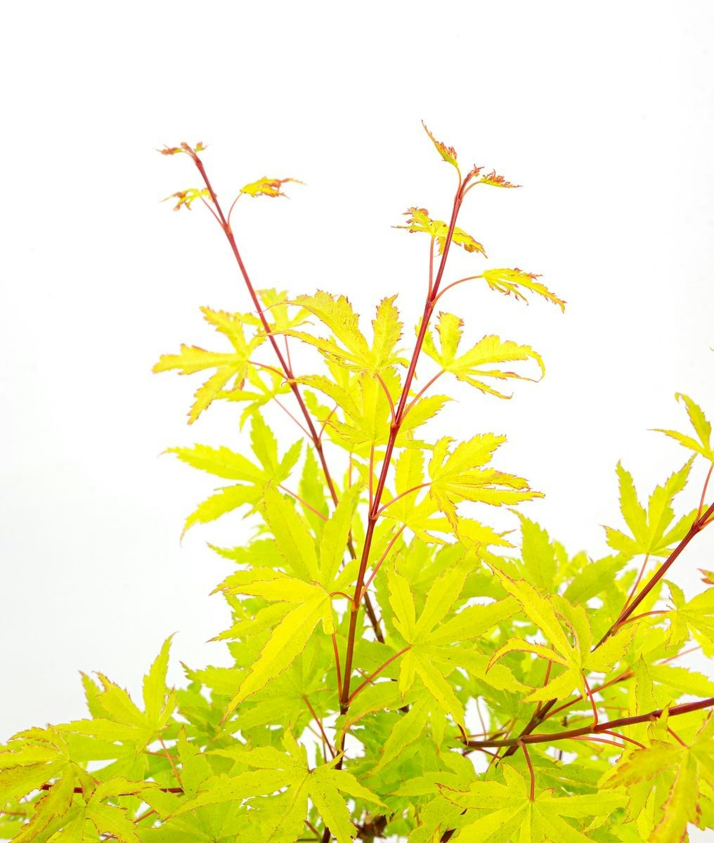 Acer/Japansk Lönn - Anne-Irene