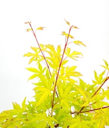 Acer/Japansk Lönn - Anne-Irene