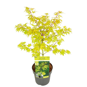 Acer/Japansk Lönn - Anne-Irene