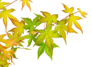 Acer/Japansk Lönn - Bi-hoo