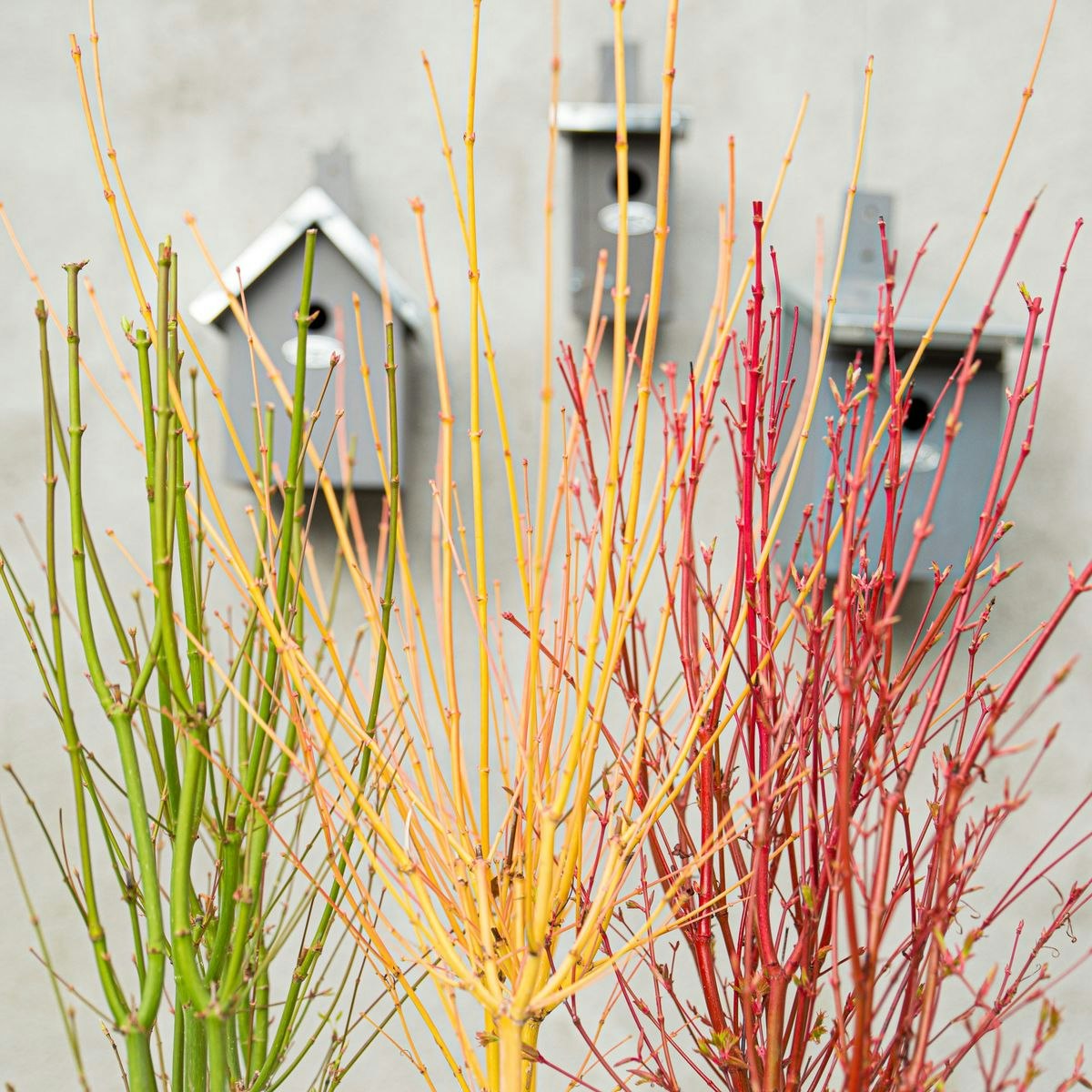 Acer/Japansk Lönn - Bi-hoo