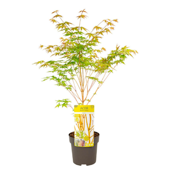 Acer/Japansk Lönn - Bi-hoo