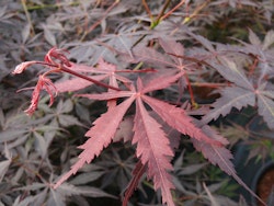 Acer/Japansk Lönn - Sumi-nagashi
