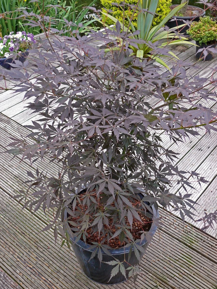 Acer/Japansk Lönn - Sumi-nagashi