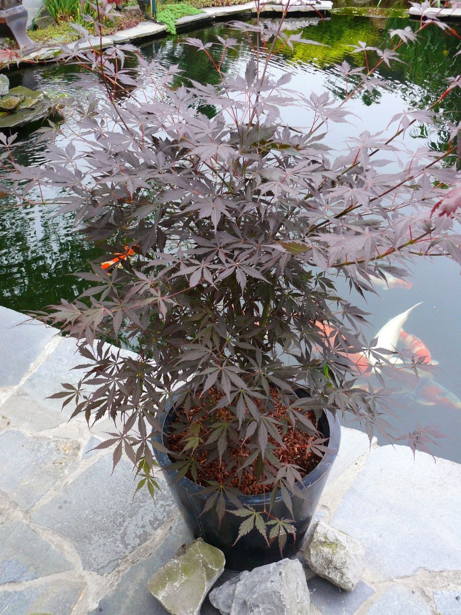 Acer/Japansk Lönn - Sumi-nagashi