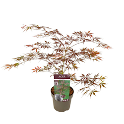 Acer/Japansk Lönn - Sumi-nagashi