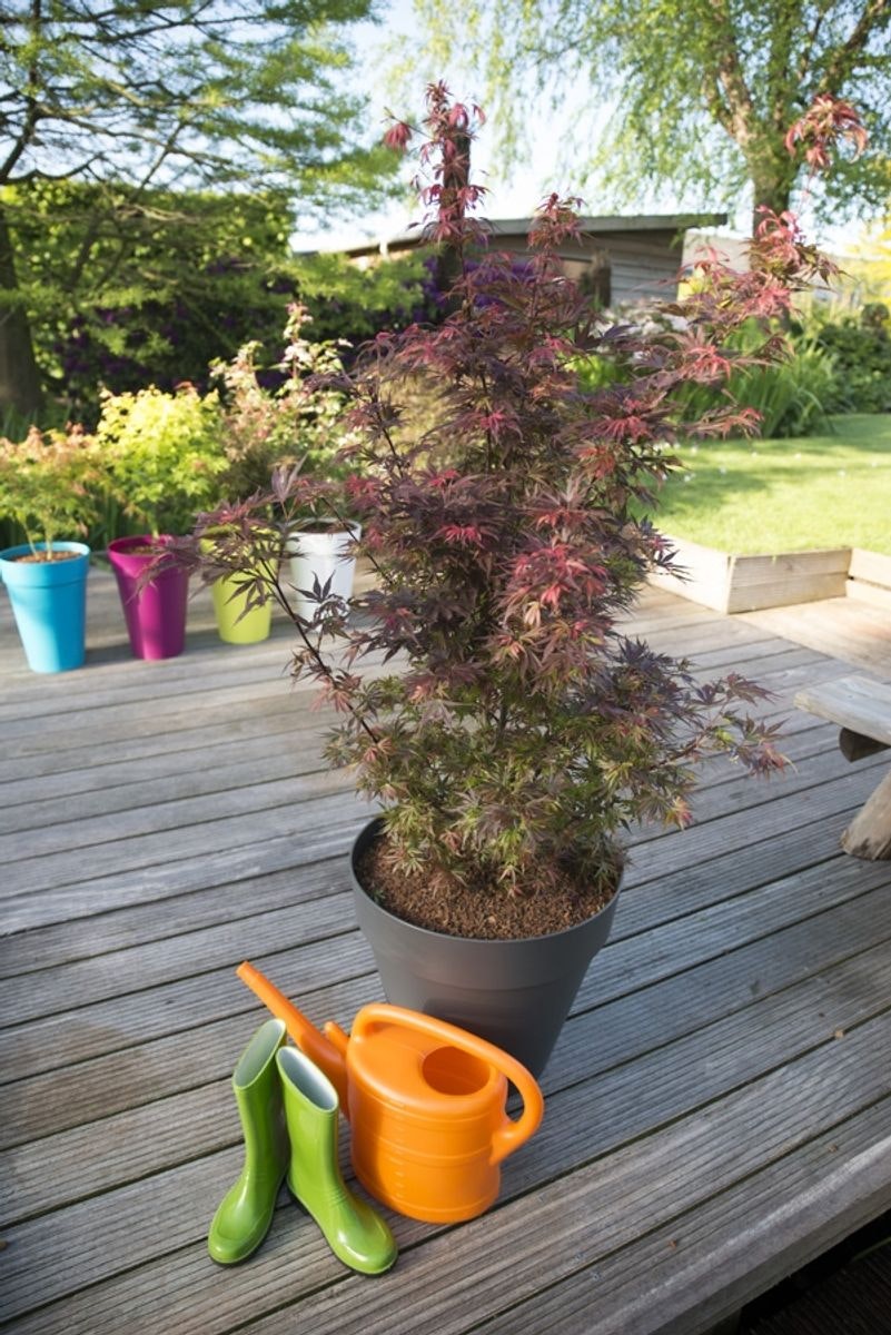 Acer/Japansk Lönn - Skeeters Broom