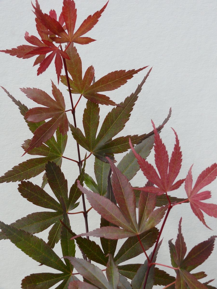 Acer/Japansk Lönn - Skeeters Broom