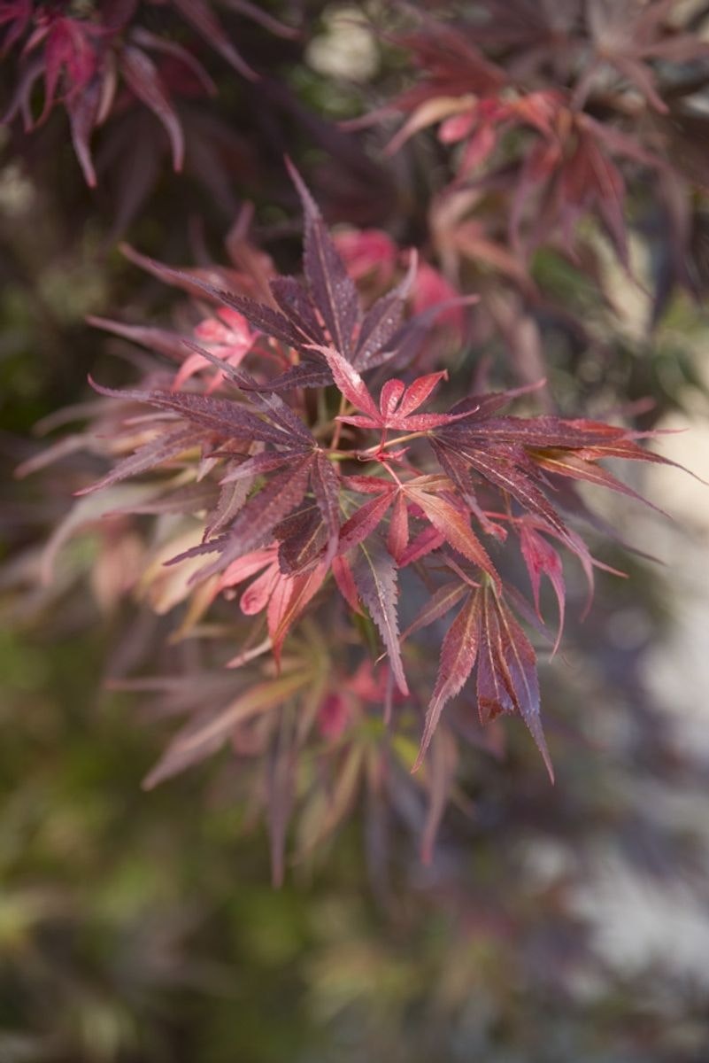 Acer/Japansk Lönn - Skeeters Broom