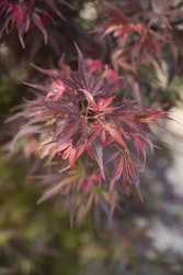 Acer/Japansk Lönn - Skeeters Broom