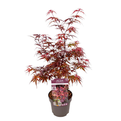 Acer/Japansk Lönn - Skeeters Broom