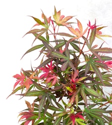 Acer/Japansk Lönn - Shaina