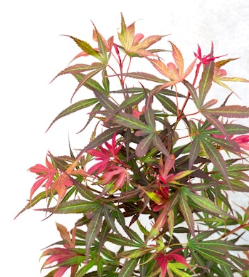 Acer/Japansk Lönn - Shaina