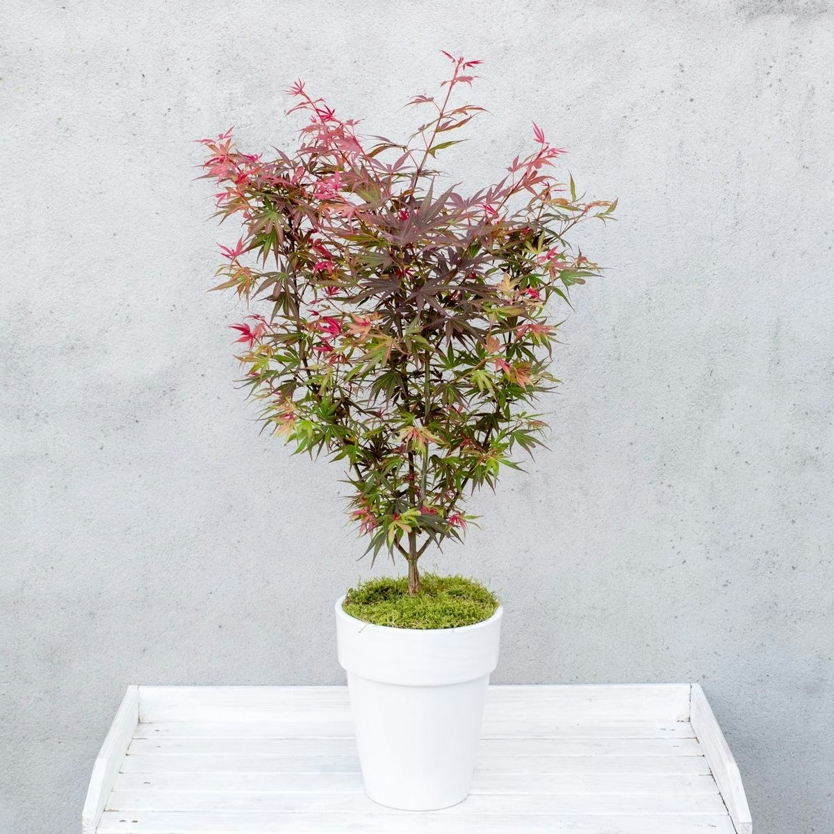 Acer/Japansk Lönn - Shaina